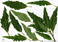 SpeciesSub: Longifolia Group SpeciesSub: Longifolia Group